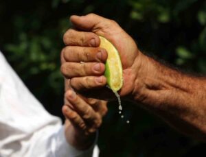 Çukurova’da erken hasat edilen Mayer limonların kalitesinde büyük risk