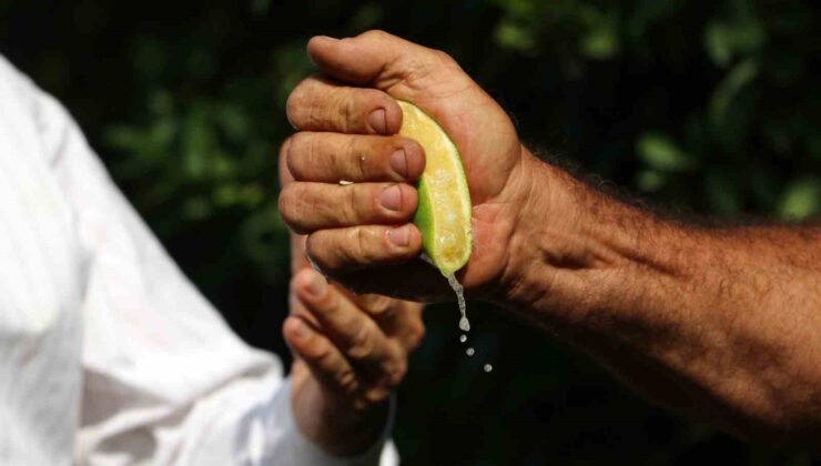 Çukurova’da erken hasat edilen Mayer limonların kalitesinde büyük risk