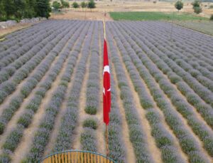 Fekeli lavanta üreticileri sahte ürünlere karşı tüketiciyi uyardı