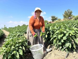 Kavurucu sıcakta en acı hasat