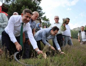 Lavanta bahçelerinde ellik ve orakla geleneksel hasat