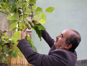 Küresel ısınma cevizi de vurdu