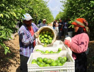 Limon bahçede 8, market ve pazarda 25 lira