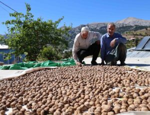 Saimbeyli Çeralan cevizi tescil yolunda