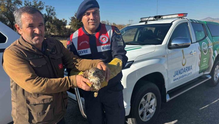 Yaralı boz şahin jandarma tarafından kurtarıldı