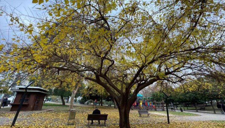 Adana’da yapraklarını döken ağaçlar görsel şölen sundu