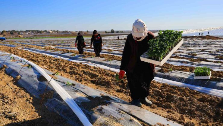 Adana’da karpuz fideleri toprakla buluştu