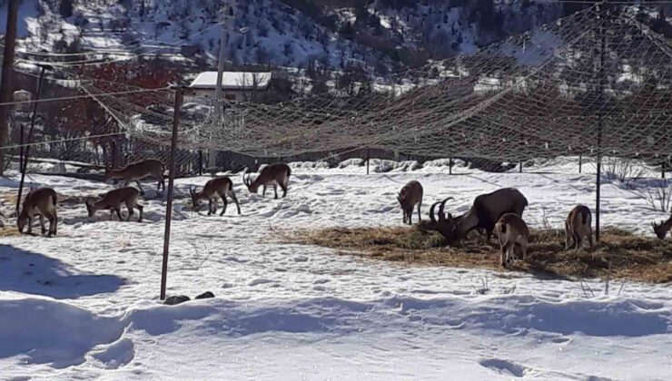 Antalya’nın ürkek misafirleri yaban keçileri  mahalleye indi