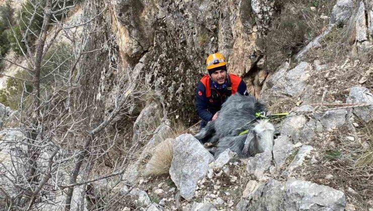 Burdur’da dağlık alanda mahsur kalan keçi kurtarıldı