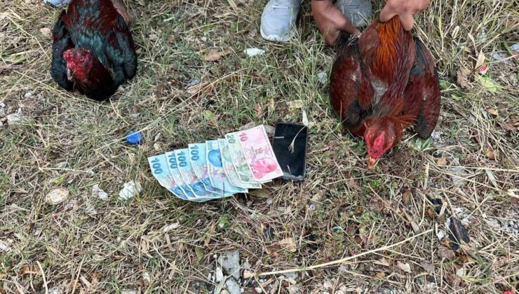 Hatay’da horoz dövüşü baskını: 14 kişiye 41 bin 350 lira ceza